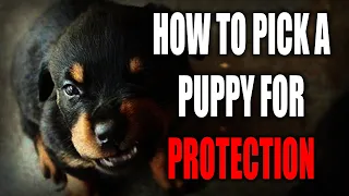 HOW TO CHOOSE A PUPPY FOR PERSONAL PROTECTION