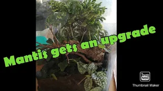 Planted mantis enclosure start to finish