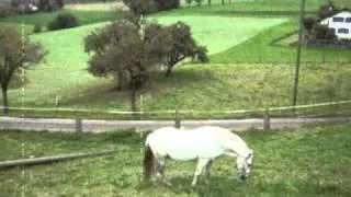 White Horse  -  Native American Flute