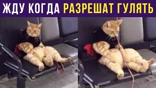 Приколы. Кот ждёт, когда можно гулять | Мемозг #238