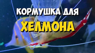 Кормление хелмона (аулофорос) | Морской аквариум