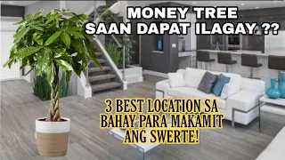 PAMPASWERTENG  HALAMAN SA BAHAY MONEY TREE Saan Dapat Ipwesto para ma MAGNET ang Swerte?