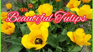 Beautiful Tulips/Mix Tulips Flowers/Relaxing Music/Glo Ria Channel