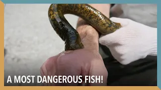 A Most Dangerous Fish! | VOA Connect