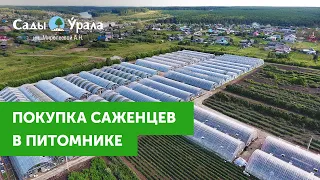 Покупка саженцев на месте - Питомник Сады Урала