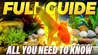 Here's How To Setup A Goldfish Tank