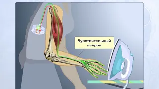 Рефлекторная дуга. Анатомия человека