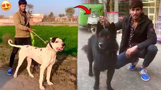 Bully Dog Ky Leay Black Female German Shepherd Pasand Aa Gai😍