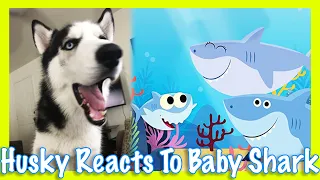 Hachi The Husky Reacts To Baby Shark Song