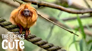 4 ADORABLE Animals You Might Never Have Heard Of! | BBC Earth Kids