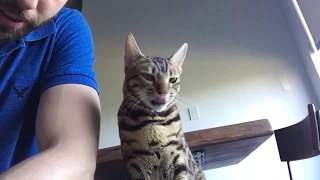 Bengal Cat Has Real Talk With Dad