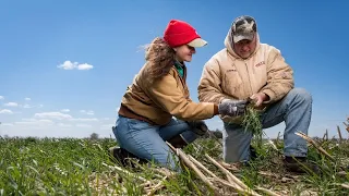 How To Start Using Cover Crops