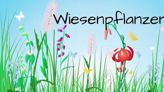 Wiesenpflanzen