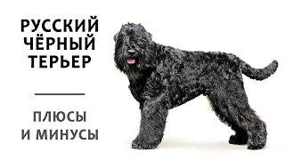 РУССКИЙ ЧЕРНЫЙ ТЕРЬЕР. Плюсы и минусы породы RUSSIAN BLACK TERRIER