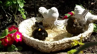 Badetag für die Familie Amsel & CO 💖28 04 2024 ⛅⛱Teil 1