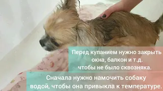 💧Как помыть собаку породы чихуахуа💧