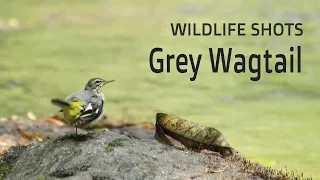 Grey Wagtail | Birds of Kerala | Wildlife Shots #20 | #shorts