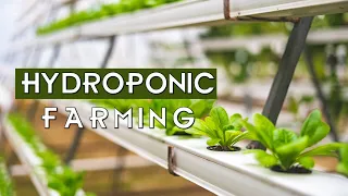 Next Gen Farming Without Soil and 90% Less Water | Hydroponic Farming