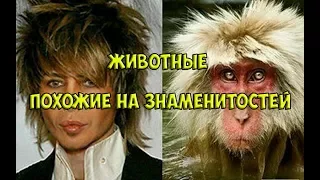 ЗНАМЕНИТОСТИ И ЖИВОТНЫЕ / Животные похожие на знаменитостей как две капли воды