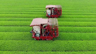 The Success Of Tea Farming & Harvest Japan |  Green Japanese Tea Cultivation & Agriculture