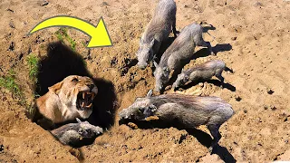 OH MY GOG! Harsh life of Warthog! The God can't help Warthog escape the power of Lions