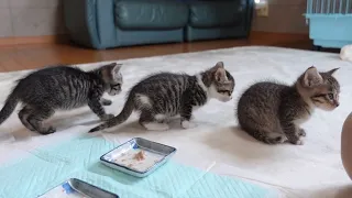 ミルクの順番待ちをする子猫達