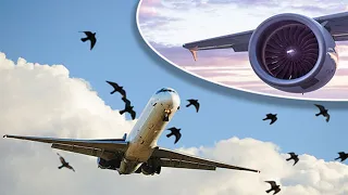 Bird strike caught on camera during landing.  #Boeing #airbus #aircraft #aviation