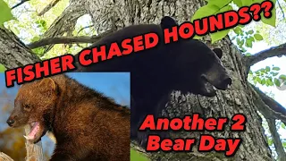 FISHER CHASED HOUNDS??-Another 2 Bear Day