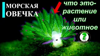 Морская овечка: существо или всё же растение?