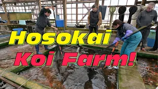 Perfekte Shusui auf der Hosokai Koi Farm! Mit Koi Freak in Japan!