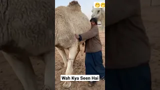 #Camel attacked for men🤭🐪🐪#shorts #viralvideos #youtubeshorts #viral #subscribe !!