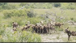 Wild dogs viciously eating prey alive. Not for sensitive viewers.