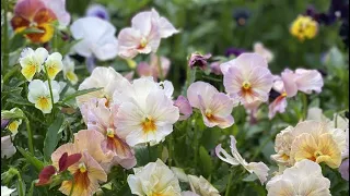 Growing violas and pansies