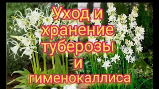 Уход и хранение луковиц гименокаллиса и туберозы (полиантес), готовим луковицы к зимовке