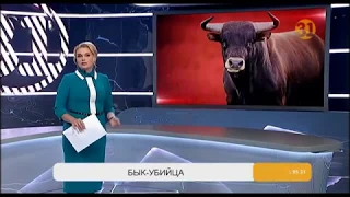 В Павлодарской области племенной бык убил своего владельца