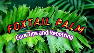 How to Grow Foxtail Palm at Home| Healthy Care tips | Repotting Small Pot to Big Pot|Mohsin'S Garden