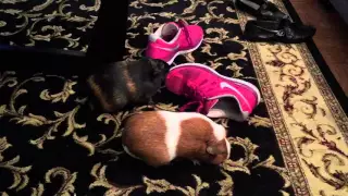 Guinea pigs hanging out
