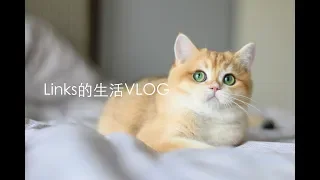 介绍新家 & 北京VLOG 铲屎官LINKS 还有年轻人的第一台8K相机 Qoocam 8K