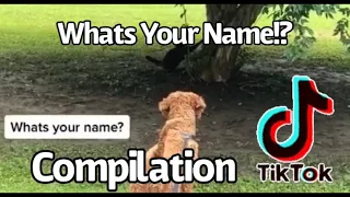 Whats Your Name? | TikTok Compilation | What Dogs Say When They Meet 🤣 | Subscribe ☑️