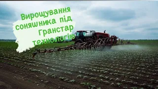 Вирощування соняшника під Гранстар технологію