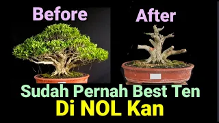 SUDAH PERNAH BEST TEN DI NOLKAN BONSAI KIMENG