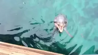 Baby dolphin saying Hello