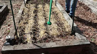 How to Plant Onion Starts