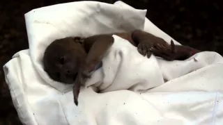 Howler monkey rescue at Lapa Rios