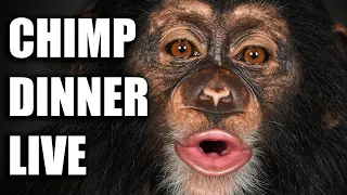 Chimp Dinner Live with Kody Antle