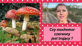 Czy muchomor czerwony jest trujący ?