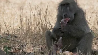 Baboon eating baby Impala 4k (Kruger National Park)