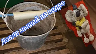 Ловушка для мышей своими руками.