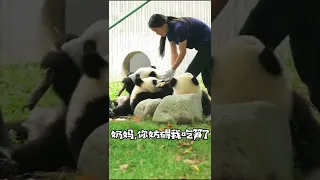 Panda eat bamboo