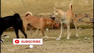 Awesome Pet  Smart  Rural Dogs !! Dog Meeting for the Summer Season in Village